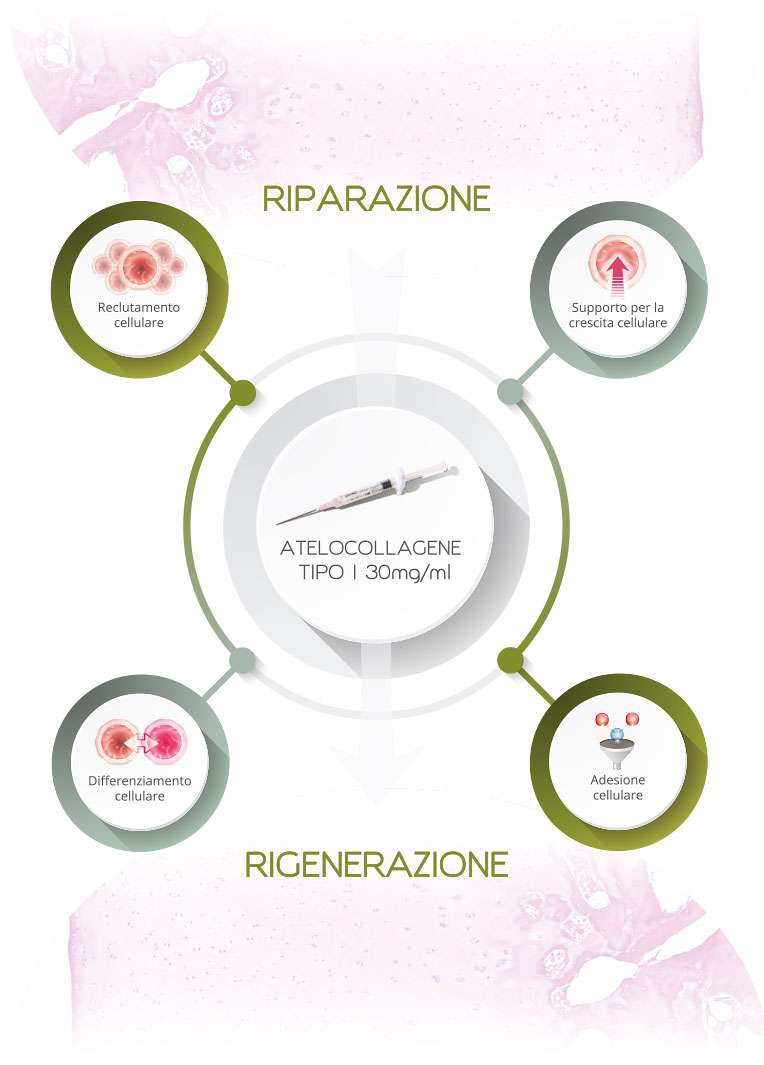 Riparazione e rigenerazione