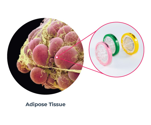 Adipose Tissue Adipose Tissue