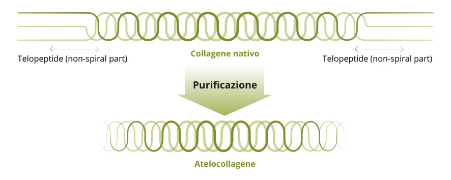 Schema telopeptide